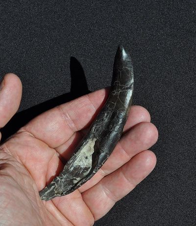 Spinosaurus Claw | Dinosaur Bones 2