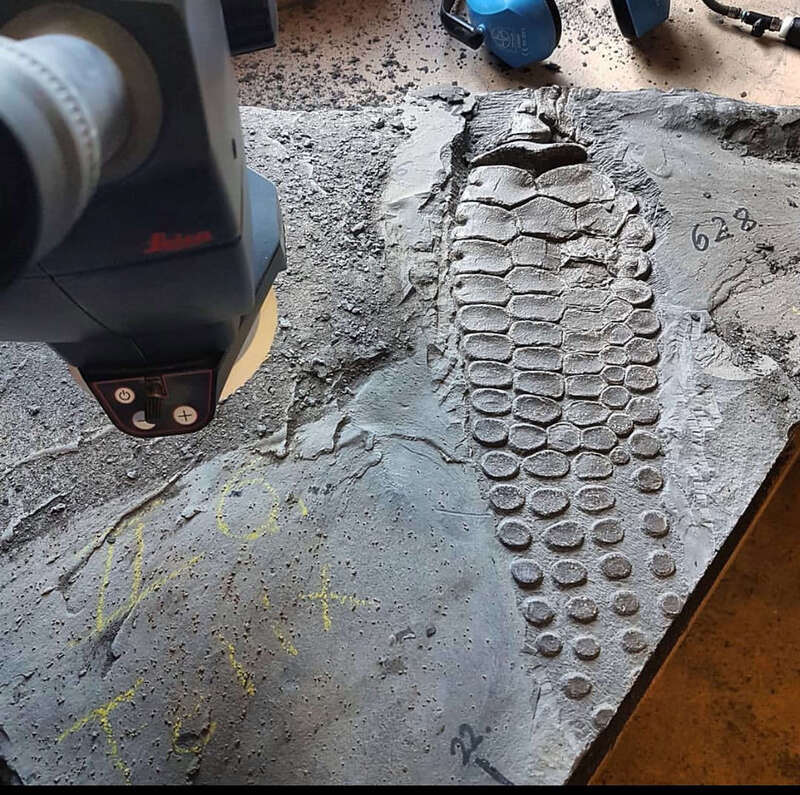 Ichthyosaur Largest so Far, All Original! 3