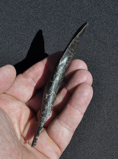 Allosaurus Tooth | Dinosaur Bones 4