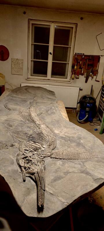Ichthyosaur Largest so Far, All Original! 13