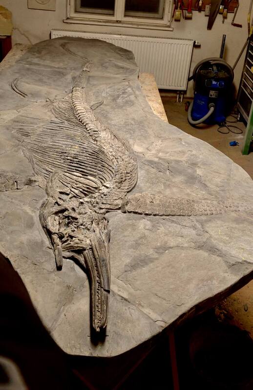 Ichthyosaur Largest so Far, All Original! 14