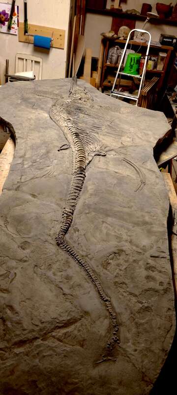 Ichthyosaur Largest so Far, All Original! 10