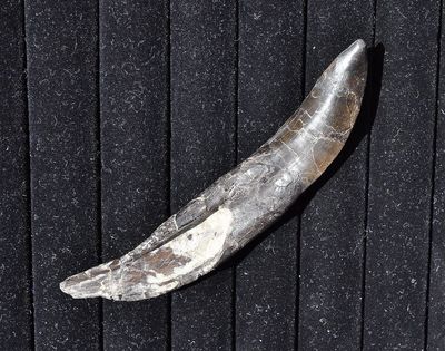 Allosaurus Tooth | Dinosaur Bones 5