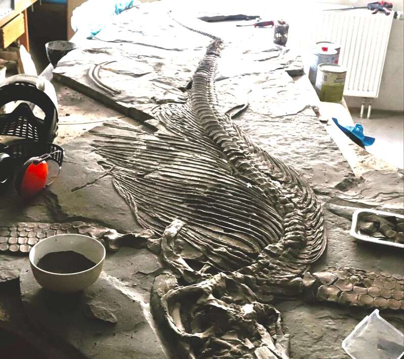 Ichthyosaur Largest so Far, All Original! 15