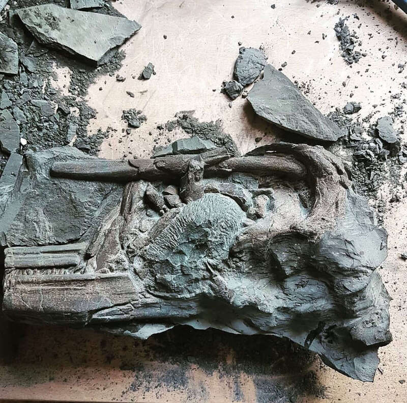 Ichthyosaur Largest so Far, All Original! 11