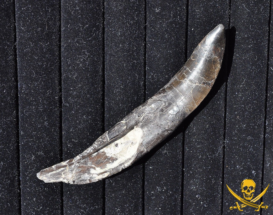 Allosaurus Tooth | Dinosaur Bones