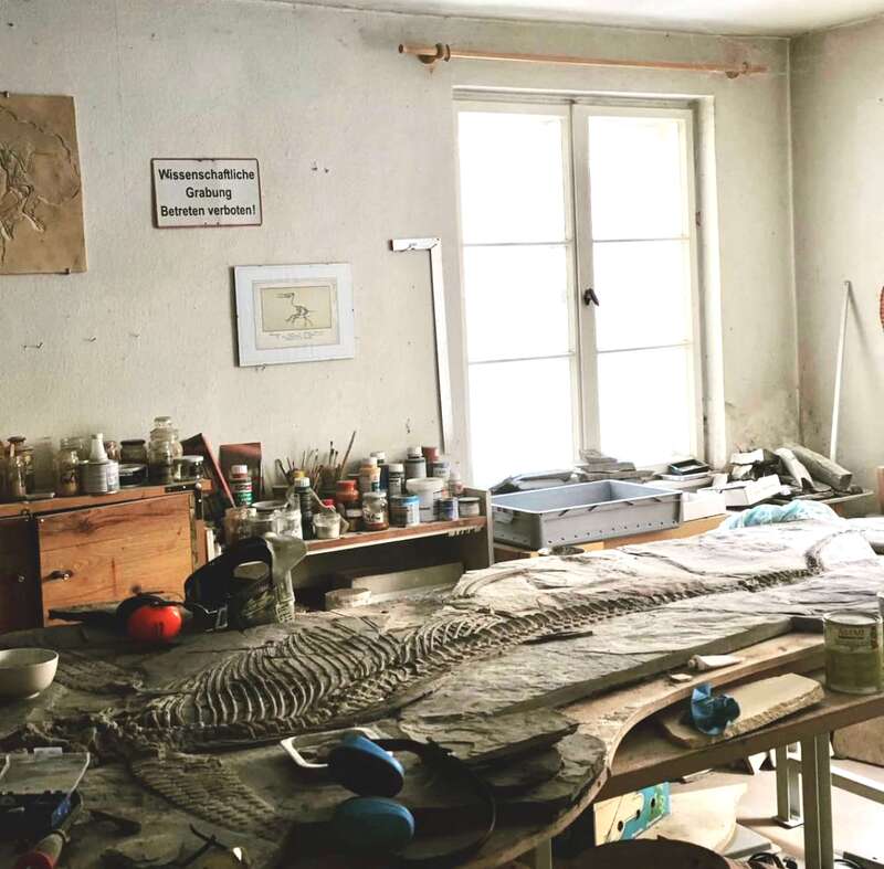 Ichthyosaur Largest so Far, All Original! 4