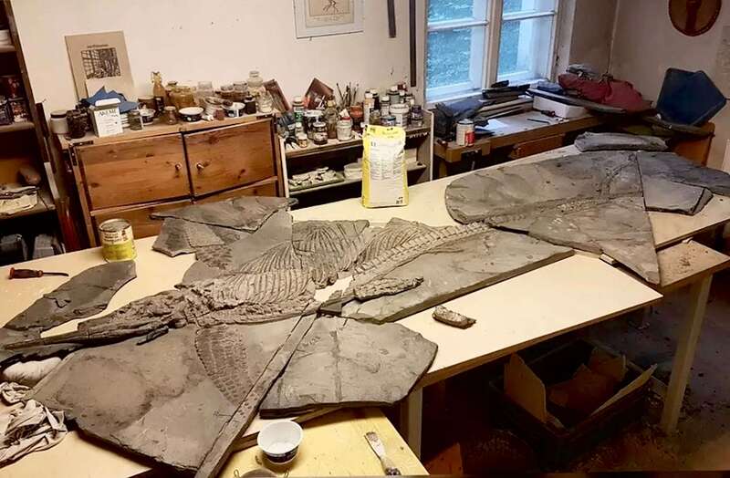 Ichthyosaur Largest so Far, All Original! 16