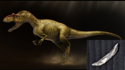 Allosaurus Tooth | Dinosaur Bones 7