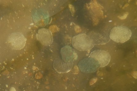 Jupiter Shipwreck archival research documents