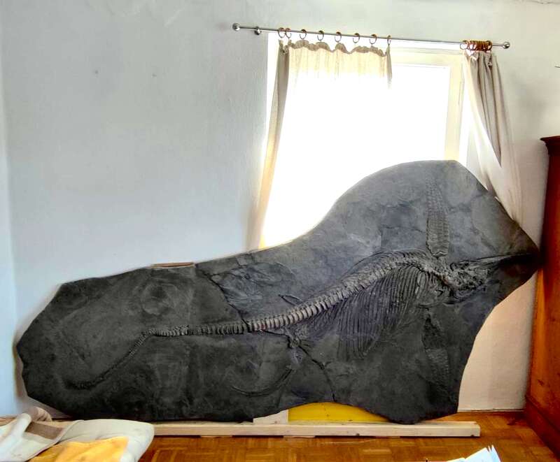 Ichthyosaur Largest so Far, All Original! 12