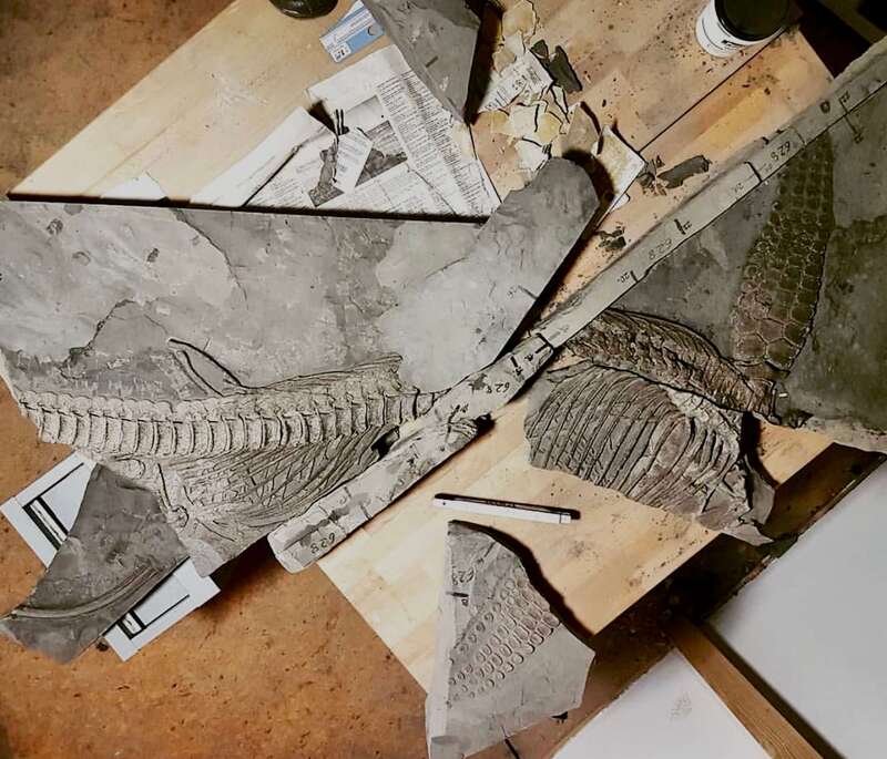 Ichthyosaur Largest so Far, All Original! 17