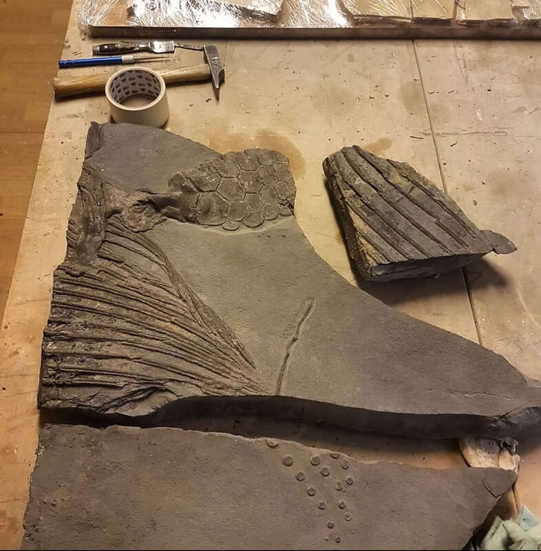 Ichthyosaur Largest so Far, All Original! 19
