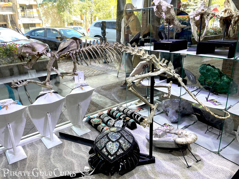 Baby Saber Tooth Tiger | Dinosaur Bones 4