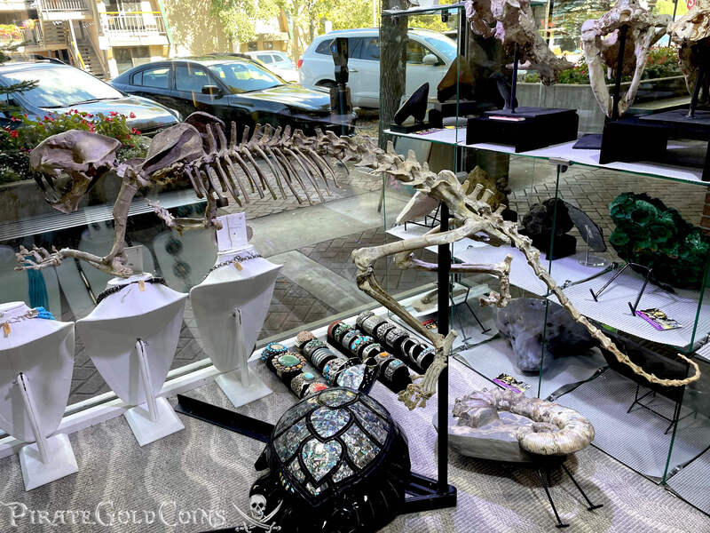 Baby Saber Tooth Tiger | Dinosaur Bones 5