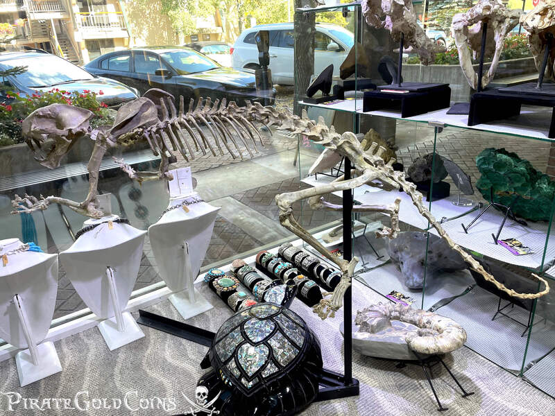 Baby Saber Tooth Tiger | Dinosaur Bones 6