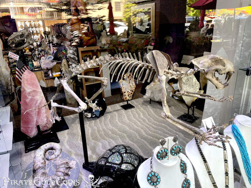 Baby Saber Tooth Tiger | Dinosaur Bones 8