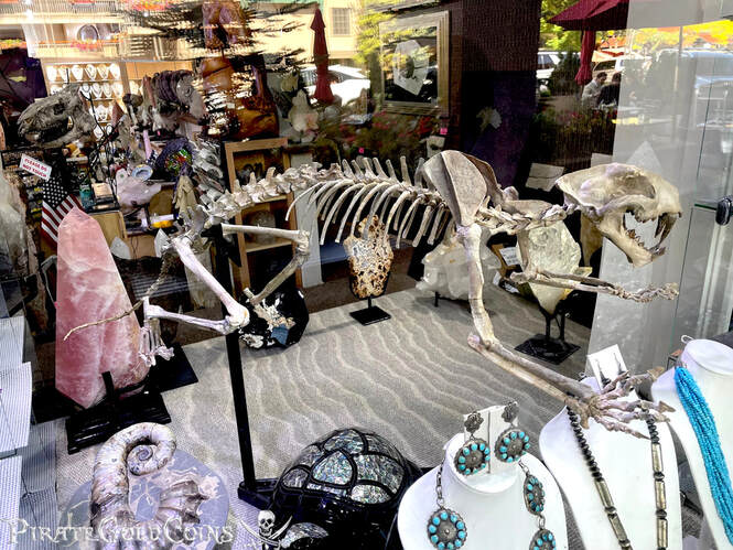 Baby Saber Tooth Tiger | Dinosaur Bones