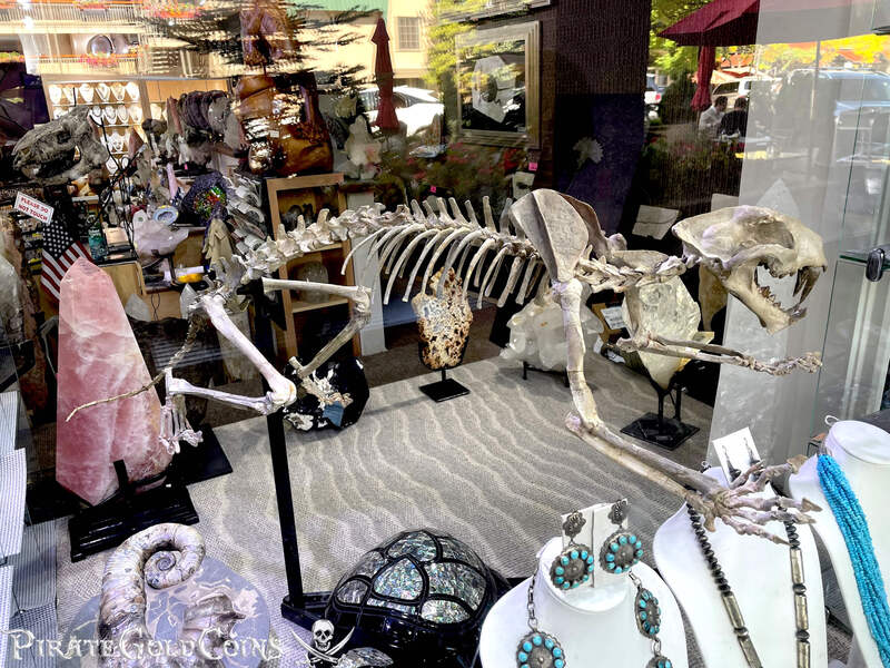 Baby Saber Tooth Tiger | Dinosaur Bones 9