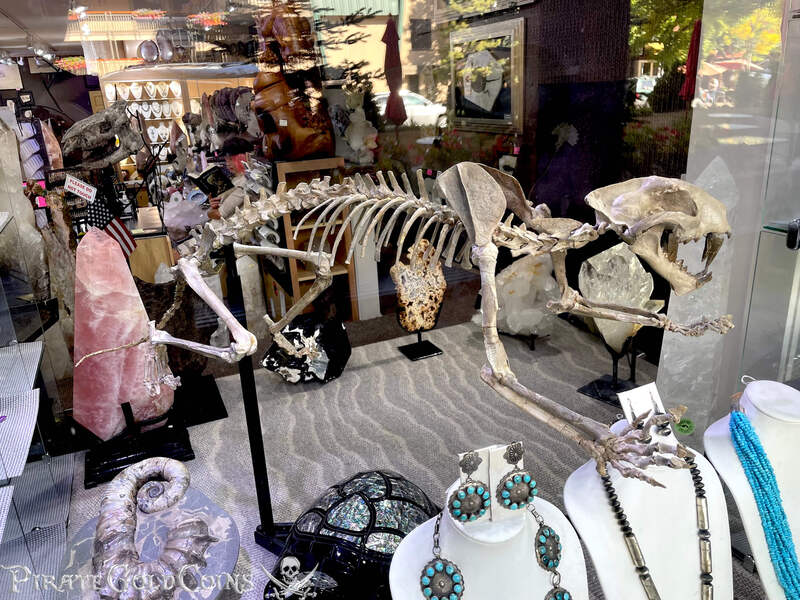 Baby Saber Tooth Tiger | Dinosaur Bones 10