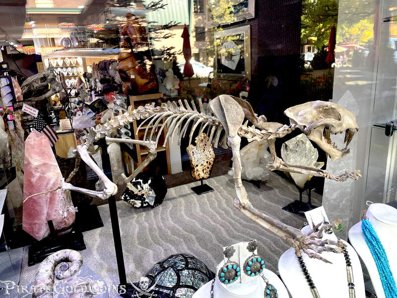 Baby Saber Tooth Tiger | Dinosaur Bones 11