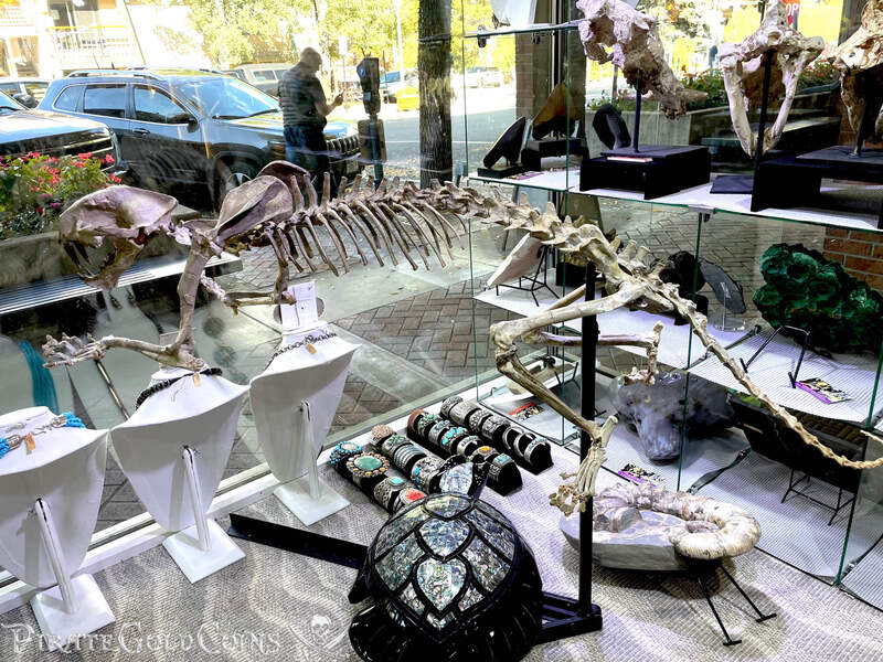 Baby Saber Tooth Tiger | Dinosaur Bones 12