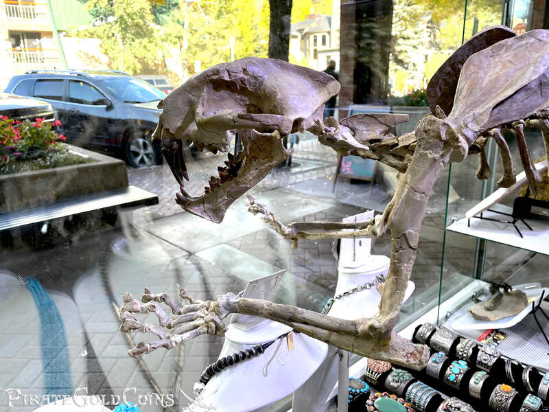 Baby Saber Tooth Tiger | Dinosaur Bones 13