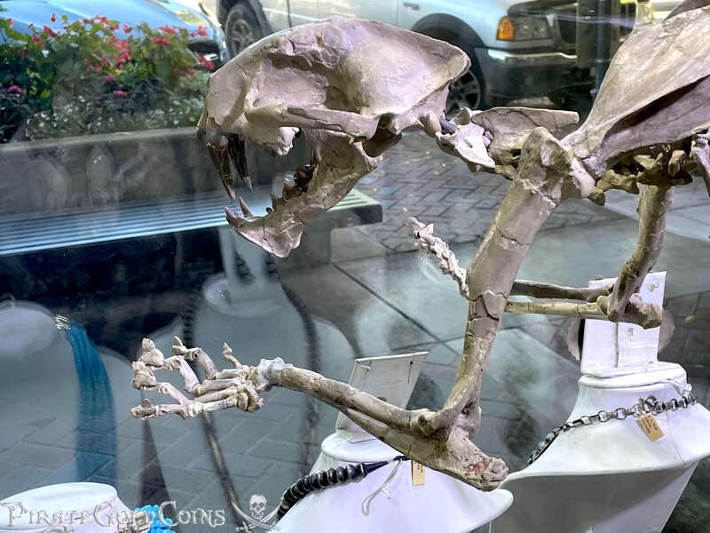 Baby Saber Tooth Tiger | Dinosaur Bones 14