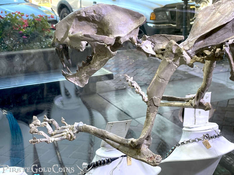 Baby Saber Tooth Tiger | Dinosaur Bones 15