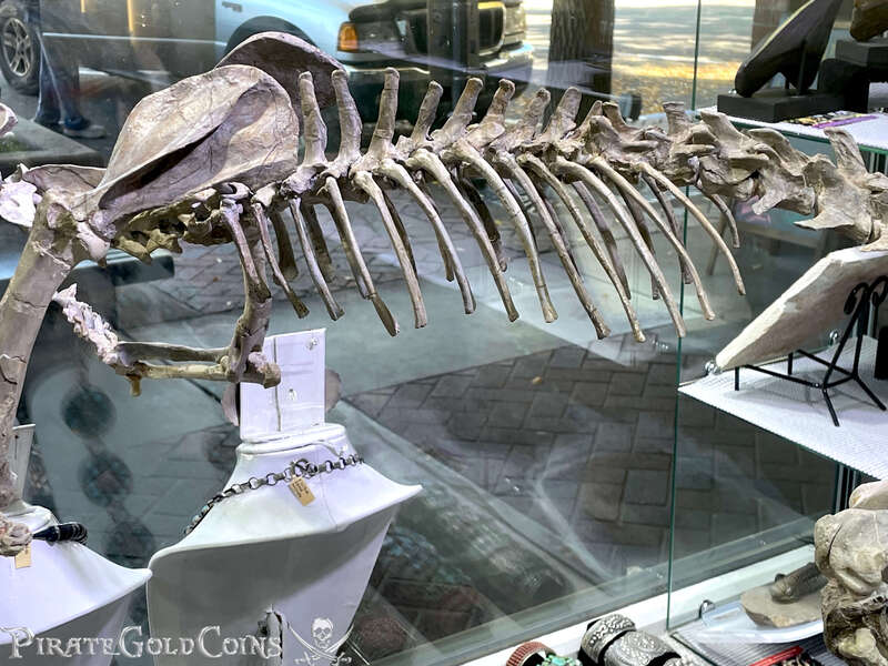 Baby Saber Tooth Tiger | Dinosaur Bones 16