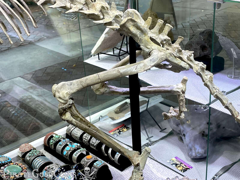 Baby Saber Tooth Tiger | Dinosaur Bones 17