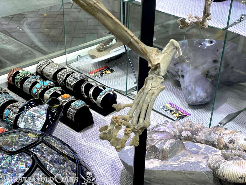 Baby Saber Tooth Tiger | Dinosaur Bones 18