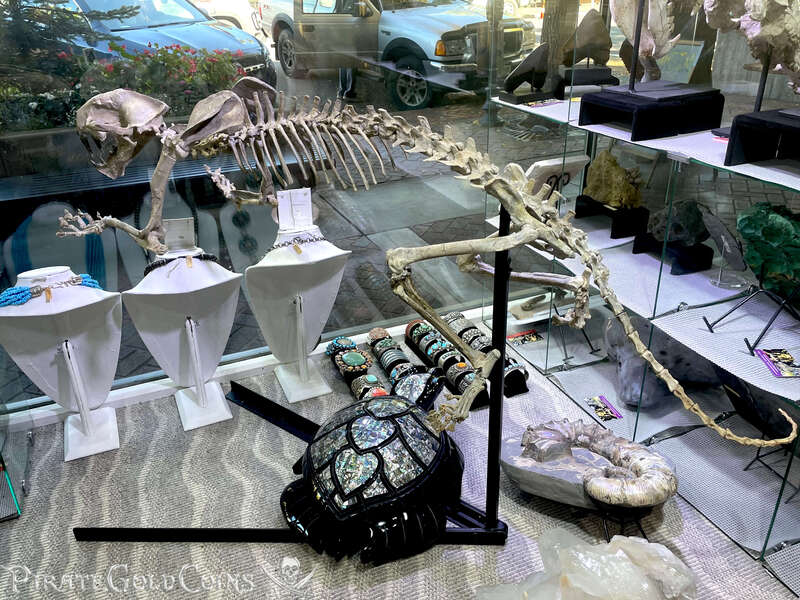 Baby Saber Tooth Tiger | Dinosaur Bones 19