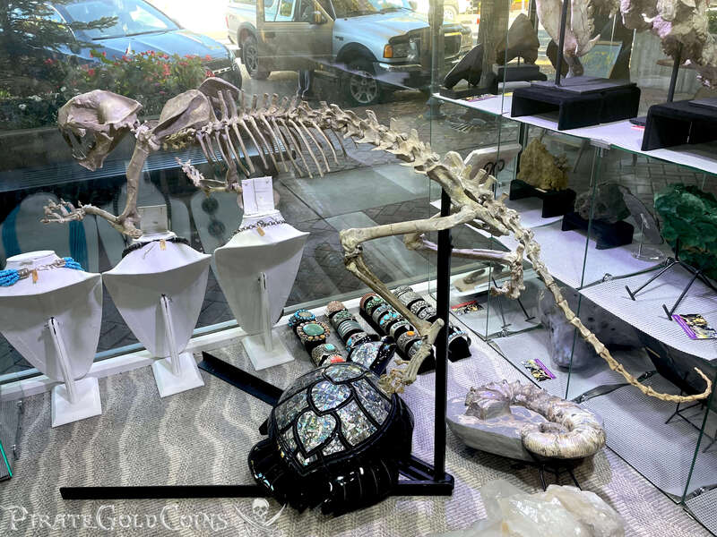 Baby Saber Tooth Tiger | Dinosaur Bones 20