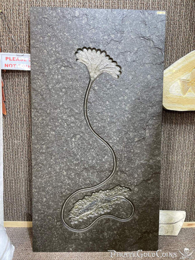 Crinoid Wall Display