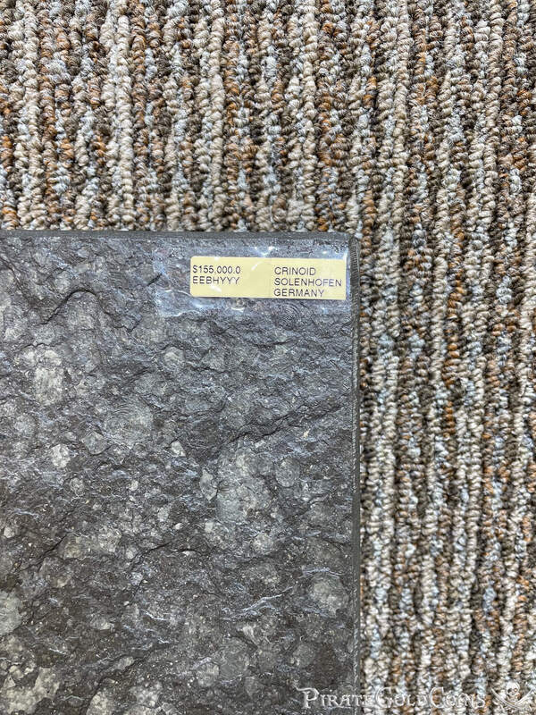 Crinoid Wall Display 2