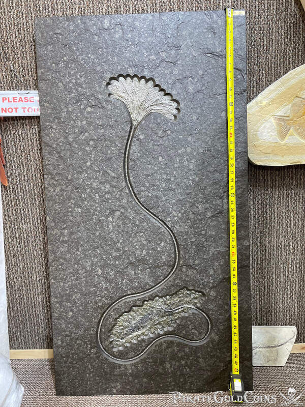 Crinoid Wall Display 3