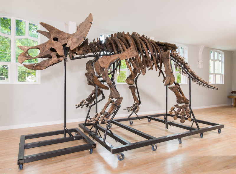 Triceratops Skeleton | Dinosaur Bones 8