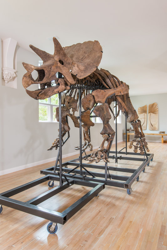 Triceratops Skeleton | Dinosaur Bones 9