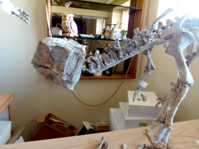 Psittacosaurus *Pair* | Dinosaur Bones 3