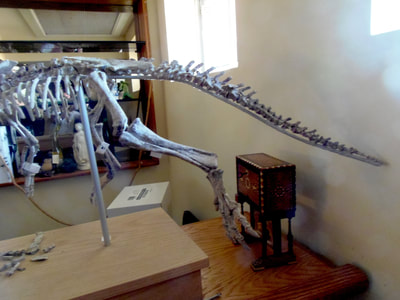 Psittacosaurus *Pair* | Dinosaur Bones 4