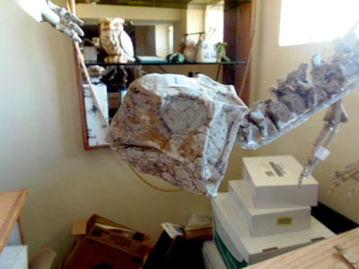 Psittacosaurus *Pair* | Dinosaur Bones 6