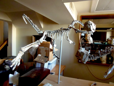 Psittacosaurus *Pair* | Dinosaur Bones 7