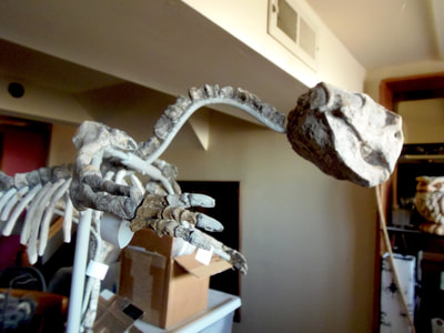 Psittacosaurus *Pair* | Dinosaur Bones 8