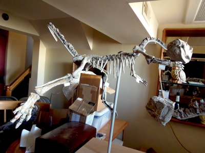 Psittacosaurus *Pair* | Dinosaur Bones 9