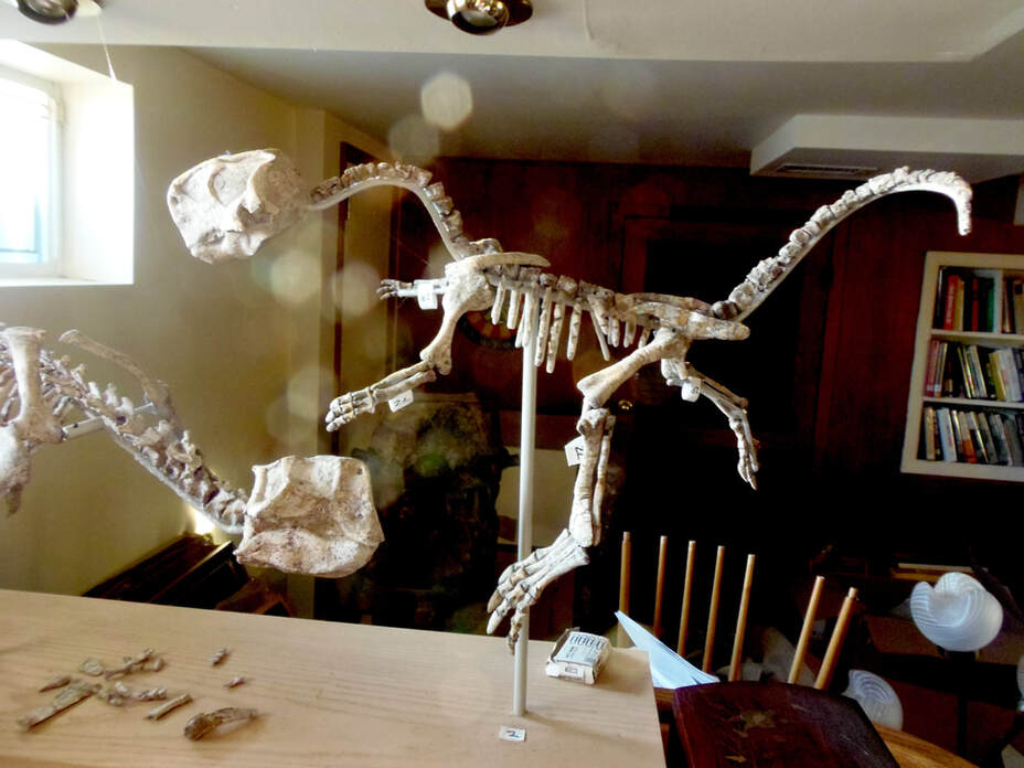 Psittacosaurus *Pair* | Dinosaur Bones