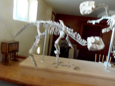 Psittacosaurus *Pair* | Dinosaur Bones 13