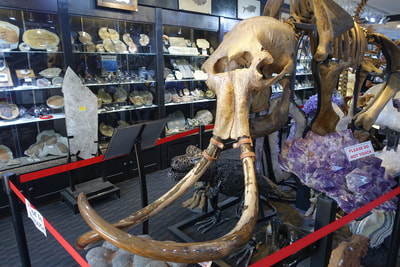 Woolly Mammoth Skeleton | Dinosaur Bones 2