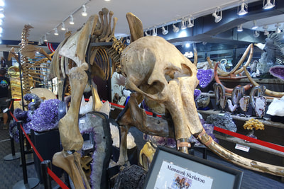 Woolly Mammoth Skeleton | Dinosaur Bones 3