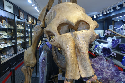 Woolly Mammoth Skeleton | Dinosaur Bones 4